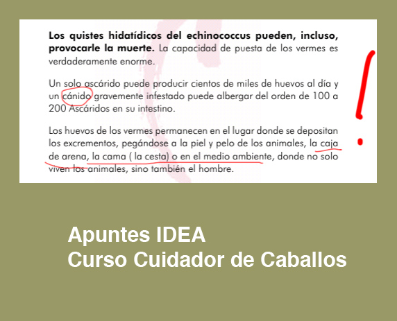 cursos_idea_cuidador_caballos_caja_arena